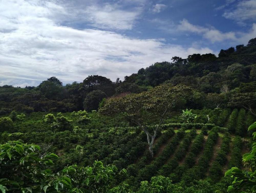 Hotel Finca Lerida Coffee Plantation And Boutique Hotel Boquete Exteriör bild
